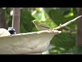 rare bird swinhoe’s white eye seen in our vegetable garden a pair bathing in diy solar fountain bath