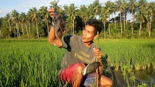 panghuhuli ng wild duck sa palayan naka chamba ng isa||traditional  hunting wild bird