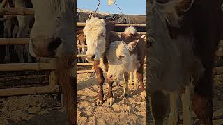 Babies of cow🫣 #subhanallah #mashaallah #cowlover