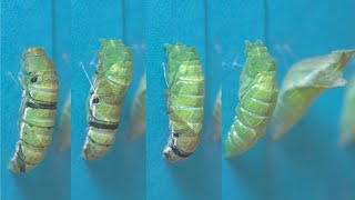 swallowtail caterpillar to chrysalis #1