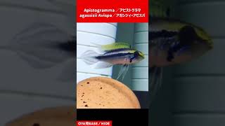 【#アピスト ／ #apistogramma 】 Ap.アガシジィ・アビスパ #アガシジィ #アピストグラマ #オーバーフロー #アクアリウム #aquarium #shorts