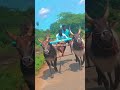 திமில் கொண்ட காளைகளின் ஓட்டம்🐂🏃 jallikattu bulls feed youtubeshorts running rekalarace lovely