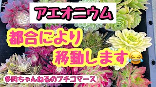 【多肉植物】アエオニウム 🌟都合により移動になりました😂2024/05/25