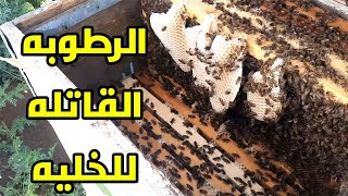 الرطوبه داخل الخليه تكون قاتله للنحل احيانا