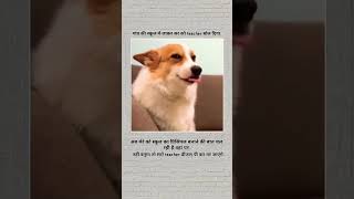 रोला है तुम्हारे भाई का 🤟#memes #dog