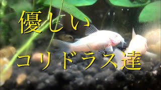 【アクアリウム 】白コリとカージナル