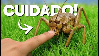 10 Insetos Assustadores Que Você NUNCA DEVE TOCAR