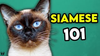 Siamese Cat 101 - Learn EVERYTHING About Them!