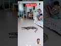 Ternyata bukan buaya benaran !! #animals #crocodile #trendingshorts #youtubeshorts #shortvideo