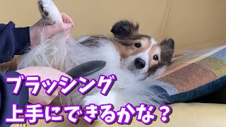 《シェルティ》ブラッシング上手にできるかな？《 Can you Brushing well? 》