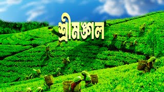 শ্রীমঙ্গলের যে স্থানগুলোতে অবশ্যই যাবেন। Nurjahan Tea State।Lawachara National Park।Darjeeling Tila