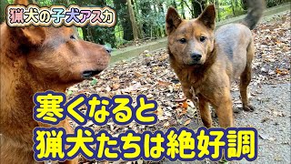 寒くなると調子が上がってくる猟犬たちと散歩