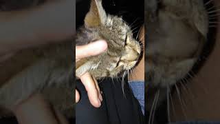 Cat Breastfeeding