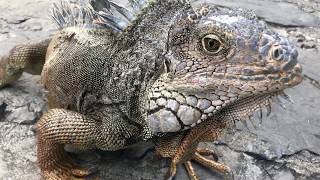 Interacted with Iguanas, Ecuador - エクアドルにはイグアナだらけの公園が存在する!