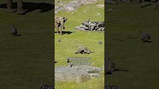 Baby Elephant Takes a Tumble