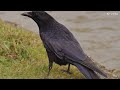 కాకి కథ crow story in telugu ఇతరులతో పోల్చుకొని బాధపడుతున్నారా ఈ కాకి కథ చదవండి moral story