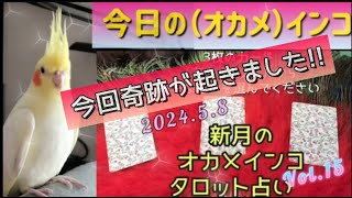 今日の(オカメ）インコ　2024年5月の新月オカメインコタロット占いVol.14　今回奇跡が起きました！！