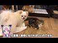 【寒い日は一緒に寝よう❤️？】犬と猫が同じ布団で眠るまで にゃんてわんだふる 可愛い😴💤