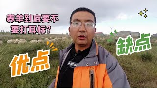 养羊到底要不要打耳标，有哪些优点和缺点？养殖小伙告诉你实情