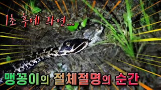 [엽기시리즈 11탄] 숨막히는 살모사의 맹꽁이 추격씬