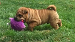 Margem Hills Shar-Pei Cha Cha-Manner 7 Weeks 8-13-17 ALL SOLD