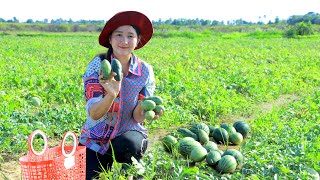 Young Water Melon Found At Farm And Make Cute Stuffed Cooking At Home