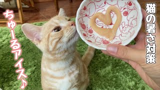 猫の暑さ対策！ちゅーるでアイスを作ってあげたら、猫大喜びです！【アメリカンショートヘア】