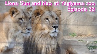 八木山zoo ライオン サン と なお 32 Lion Sun and Nao Episode32 Yagiyama zoo 八木山動物公園