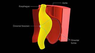 10  The development of the gastrointestinal tract