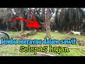 [Episod1294] datang tengok kebun hujan². bimbang laluan ke kebun dinaiki air.