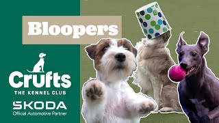 The Funniest Moments from Crufts 2025 😂