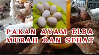 Pakan ayam Elba petelur dari bahan yang murah  #pakanayam  #ayamelba