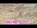 ジョウビタキ（オス）が現れた！庭先に野鳥を呼ぼう