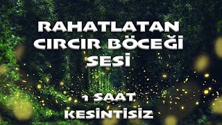 Rahatlatan Cırcır Böceği Sesi - 1 SAAT KESİNTİSİZ | Bebek Uyutan Sesler - BiberonTv