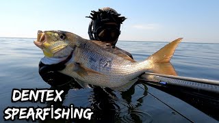 DENTEX Sinarit 🐟 Catch cook eat🔥 Dentex spearfishing