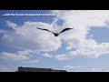 giant bald eagle kite first flight