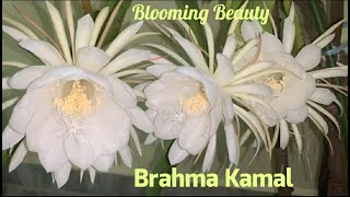 Brahma Kamal / Saussurea obvallata