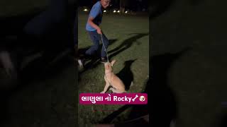 હર્ષવર્ધન સિંહ  નો ROCKY🦴🐶 // Dog lover - ભાણુભા #dog #lover #pets #bhavnagar #like #memes #viral