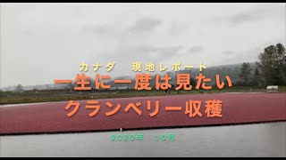 一生に一度は見たい　クランベリー収穫