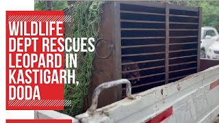 Wildlife dept rescues leopard in Kastigarh, Doda