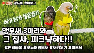 앵무새Vlog | Ep.31 | 앵무새 3마리와 피크닉?! 정신없는거 아니야? #앵무새키우기 #입양 #피크닉 #반려동물 #반려조 #코뉴어 #모란앵무