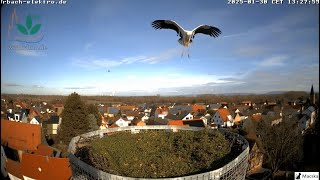 Otterstadt DE -  Ketten repültek a fészek felé, de csak egy landolt. 🕊 2 percig maradt.