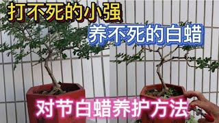 LIVE-对节白蜡有养不死的说法，退休大叔教你怎样修剪养护白蜡盆景