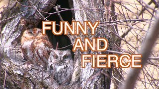 Eastern Screech Owls Nesting: NARRATED