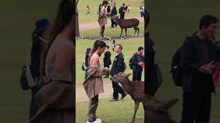 桜と鹿🌸なんて素晴らしい外国人観光客🦌【奈良公園】