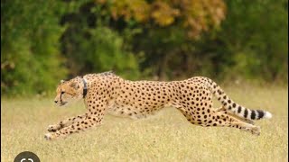 Cheetah Night Jungle🐅🐅(Nagpur Maharashtra