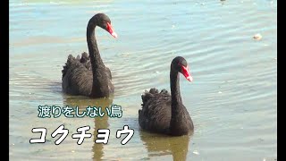 Black Swan   コクチョウ、渡りをしない鳥