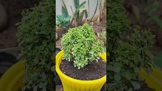 Dwarf Kamini Plant ( Murraya Paniculata, Table Kamini, Mini Kamini Plant ) #murraya #plants