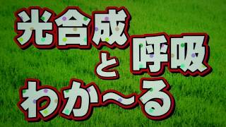 よくわかる！光合成と呼吸