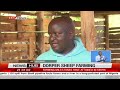 Dorper sheep farming: How Kenyans are investing in dorper breeds from South Africa